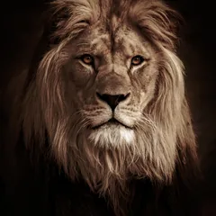 PumbaPhoto lion logo